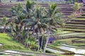 Beautiful sunrise over the Jatiluwih Rice Terraces against the background of spellbinding Mount Batukaru Royalty Free Stock Photo