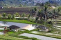 Beautiful sunrise over the Jatiluwih Rice Terraces against the background of spellbinding Mount Batukaru Royalty Free Stock Photo