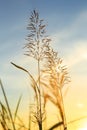 sunrise over a summer blossoming meadow Royalty Free Stock Photo