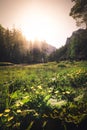 beautiful sunrise over a summer blossoming meadow Royalty Free Stock Photo