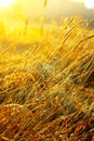 Beautiful sunrise over a summer blossoming meadow field grass with dew drops on the background of the sun Royalty Free Stock Photo