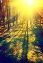 Beautiful sunrise in pinetree forest instagram stile Royalty Free Stock Photo