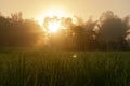 The beautiful sunrise rice green field blur