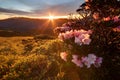 Beautiful sunrise scenery of Hehuan Mountain in central Taiwan in springtime, with lovely Alpine Azalea Rhododendron blossoms on Royalty Free Stock Photo