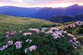 Beautiful sunrise scenery of Hehuan Mountain in central Taiwan in springtime, with view of lovely Alpine Azalea Rhododendron