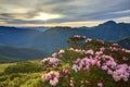 Beautiful sunrise scenery of Hehuan Mountain in central Taiwan in springtime, with view of lovely Alpine Azalea   Rhododendron Royalty Free Stock Photo