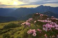 Beautiful sunrise scenery of Hehuan Mountain in central Taiwan in springtime, with view of lovely Alpine Azalea   Rhododendron Royalty Free Stock Photo