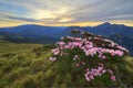 Beautiful sunrise scenery of Hehuan Mountain in central Taiwan in springtime, with view of lovely Alpine Azalea   Rhododendron Royalty Free Stock Photo