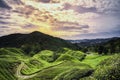 Beautiful sunrise scenery of tea plantation located in Cameron Highland, Malaysia Royalty Free Stock Photo