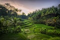 Sunrise at Tegalalang Rice Terrace, Ubud Bali indonesia Royalty Free Stock Photo