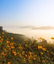 Beautiful sunrise with sea of fog over the Mekong river with wild Mexican sunflower foreground in Thailand Royalty Free Stock Photo