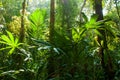 Beautiful sunrise shines down on peat swamp forest at Sirindhorn Peat Swamp Forest Nature Research and Study Centre, Narathiwat,