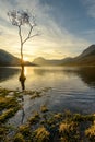 Lone Tree Sunrise At Buttermere In The English Lake District. Royalty Free Stock Photo