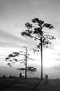 Beautiful sunrise with silhouette pine trees at Pha Nok An cliff in Phu Kradueng National park. Loei - Thailand