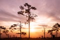 Beautiful sunrise with silhouette pine trees at Pha Nok An cliff in Phu Kradueng National park. Loei - Thailand