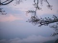 Beautiful sunrise with silhouette Tree and  sea of mist in the early morning on Phu Kradueng mountain Royalty Free Stock Photo