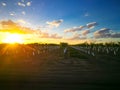 The beautiful Sunrise sky with clouds at Early sweet grapes farming in Emerald , Queensland , Australia.