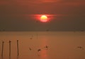 Beautiful sunrise sky over the Gulf of Thailand with the silhouette of many early birds