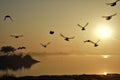 Beautiful Sunrise at Sukhna Lake chandigarh Royalty Free Stock Photo