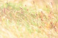 beautiful sunrise on a summer meadow . rural landscape with the blossoming field and a grass with drops of dew of blur. shiny in Royalty Free Stock Photo