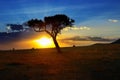 Beautiful sunrise or sunset in african savanna with acacia tree, Masai Mara, Kenya, Africa Royalty Free Stock Photo