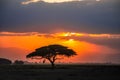 Beautiful sunrise or sunset in african savanna with acacia tree, Masai Mara national park, Kenya, Africa Royalty Free Stock Photo