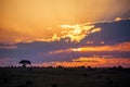 Beautiful sunrise or sunset in african savanna with acacia tree, Masai Mara national park, Kenya, Africa Royalty Free Stock Photo