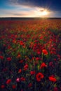 Beautiful sunrise sunset after storm with sunbeam from the clouds in a poppy field Royalty Free Stock Photo