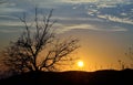 Beautiful sunrise with tree backlit Royalty Free Stock Photo