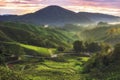 Sunrise over tea plantation in Cameron Highlands, Malaysia