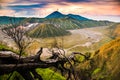 Beautiful sunrise viewpoint with a tree Mount Bromo, East Java, Indonesia