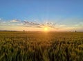 Beautiful sunrise at the wheat field with a clear horizon and blue sky Royalty Free Stock Photo