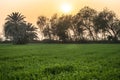 Beautiful sunrise in wheat green field with orange color sky Royalty Free Stock Photo