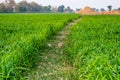 Beautiful sunrise in wheat green field with orange color sky Royalty Free Stock Photo