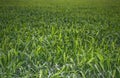 Beautiful sunrise in wheat green field with orange color sky Royalty Free Stock Photo