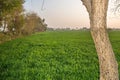 Beautiful sunrise in wheat green field with orange color sky Royalty Free Stock Photo