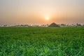 Beautiful sunrise in wheat green field with orange color sky Royalty Free Stock Photo
