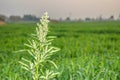 Beautiful sunrise in wheat green field with orange color sky Royalty Free Stock Photo