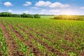 Sunrise over the corn field. Royalty Free Stock Photo