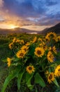 Beautiful sunrise and wildflowers at rowena crest viewpoint, Ore Royalty Free Stock Photo