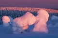 Beautiful sunrise in wintery taiga forest. Riisitunturi National park, Lapland, Northern Finland. Royalty Free Stock Photo