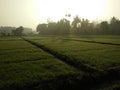 Beautiful sunrises with paddy field of sri lanka