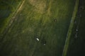 Beautiful sunset above cows grazing in the meadow. Farm in Poland photographed from the air, drone photography