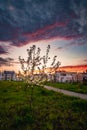 beautiful sunset above the neighborhood with apple tree Royalty Free Stock Photo