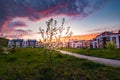 beautiful sunset above the neighborhood with apple tree Royalty Free Stock Photo