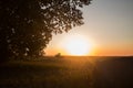 Beautiful sunset against a leafy tree and farm equipment