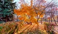 Beautiful sunset alley of golden maple trees