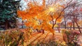 Beautiful sunset alley of golden maple trees