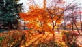 Beautiful sunset alley of golden maple trees