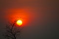 Beautiful sunset back silhouette birds flying and dry trees in the dark red sky Royalty Free Stock Photo